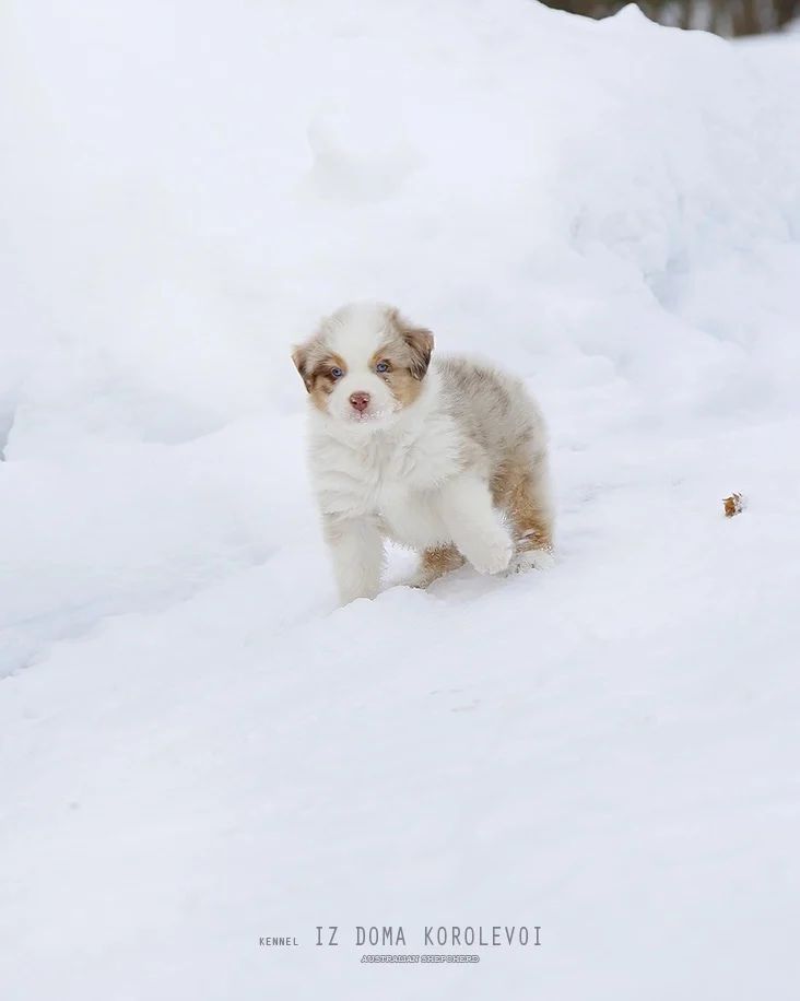 iz_doma_korolevoi_kennel в LOOKY — фото 4