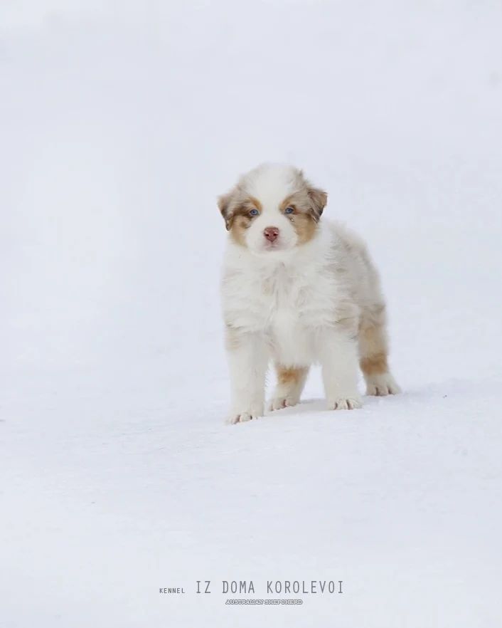 iz_doma_korolevoi_kennel в LOOKY — фото 2