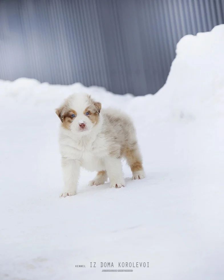 iz_doma_korolevoi_kennel в LOOKY — фото 5