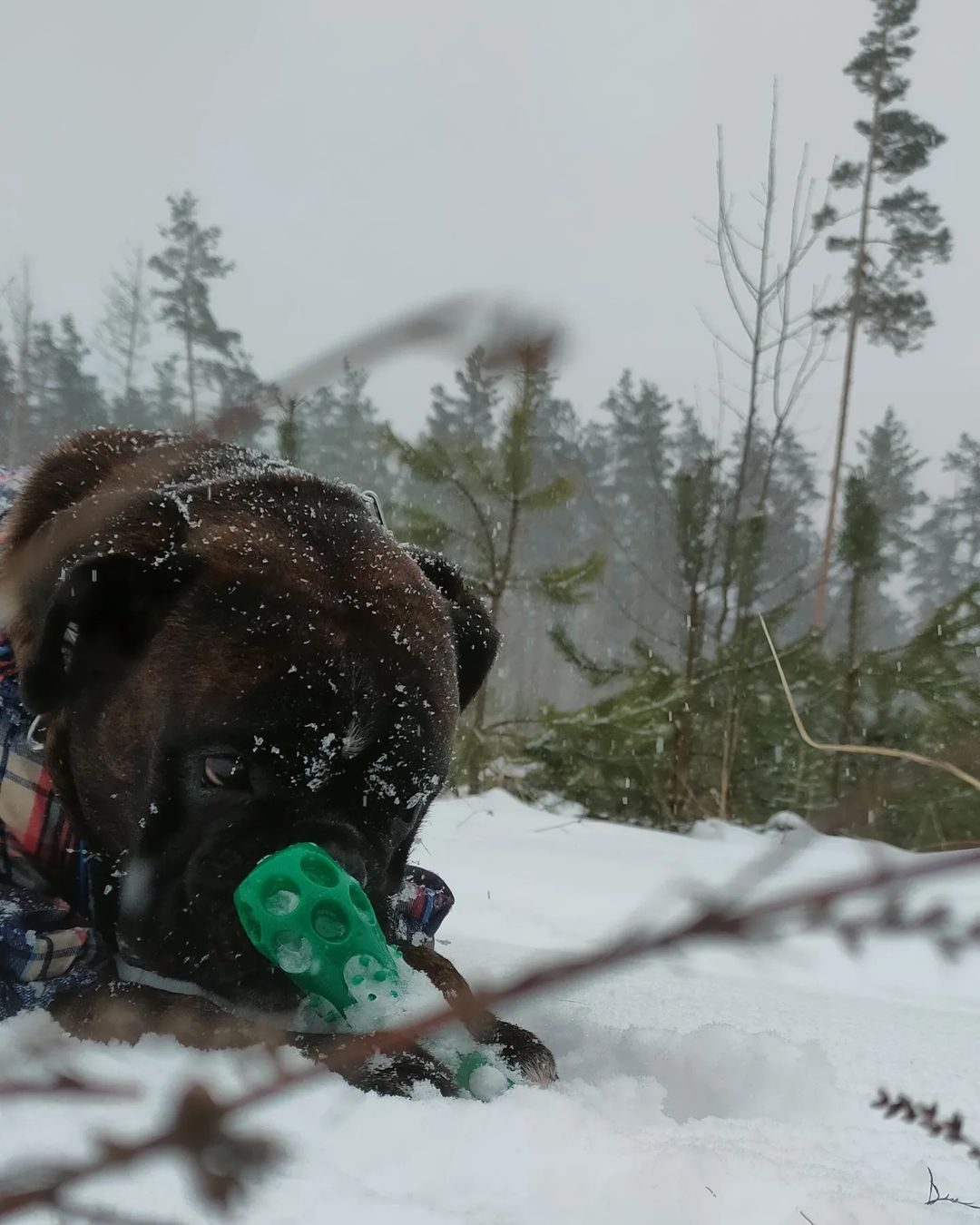 boxer_tyson_dog в LOOKY — публикация