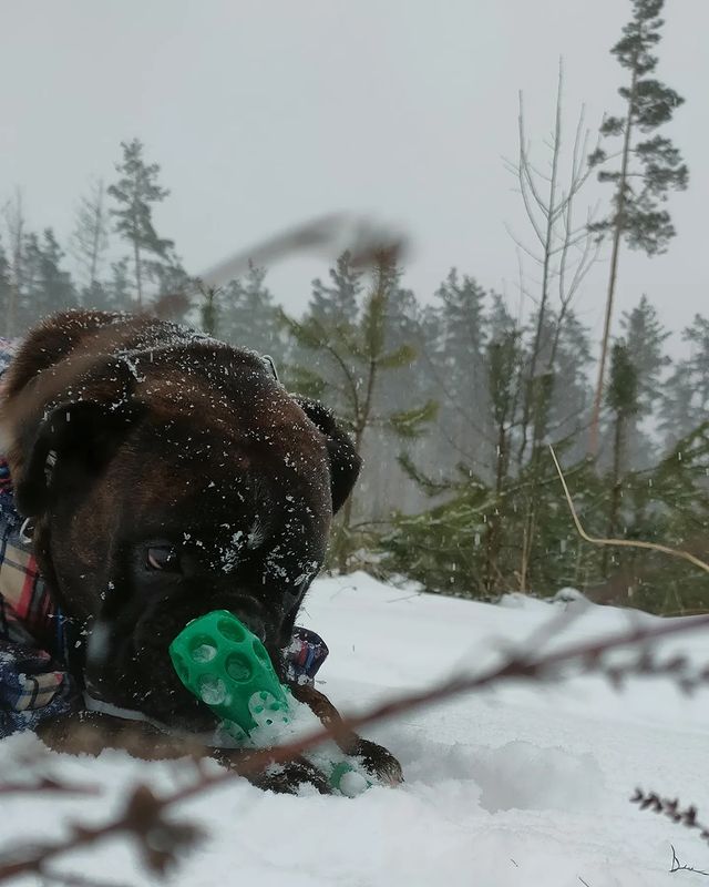 boxer_tyson_dog в LOOKY. . null