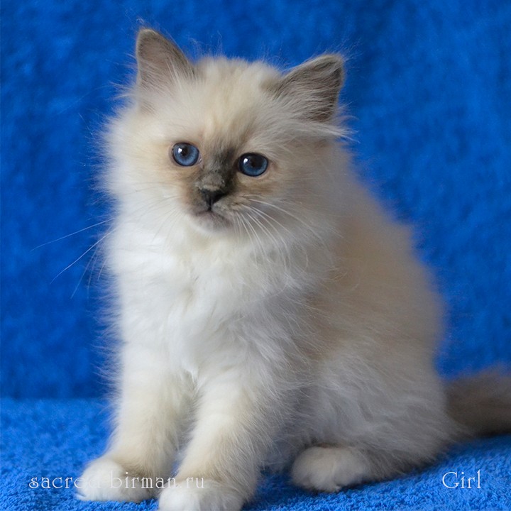 sacredbirman в LOOKY — фото 3
