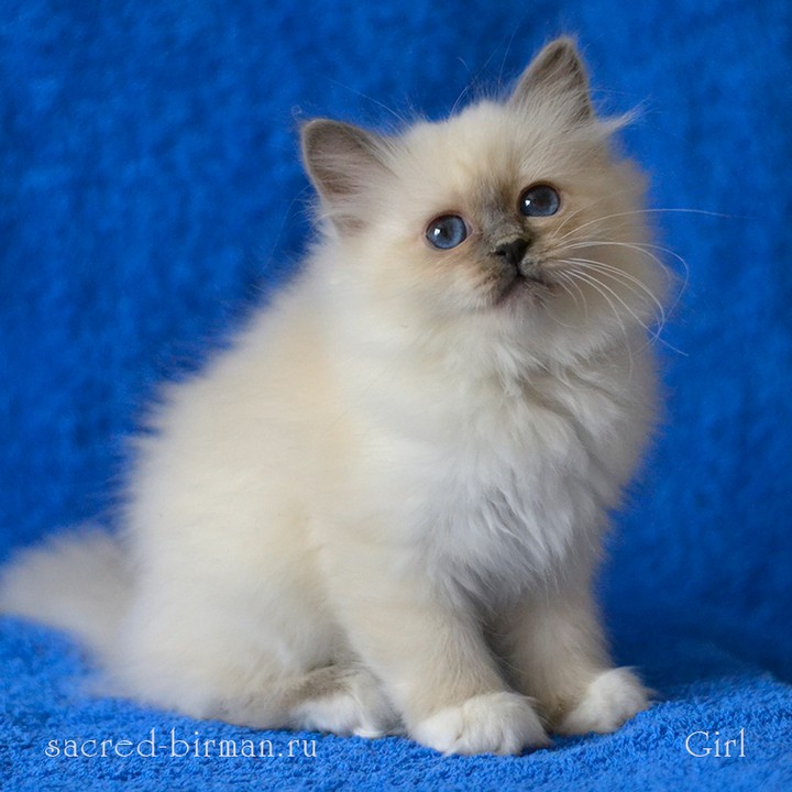 sacredbirman в LOOKY — фото 2