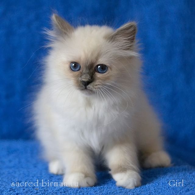 sacredbirman в LOOKY. #священнаябирма,#бирманскаякошка,#бирманскийкотенок,#питомниккошек. Милейшее создание - ...