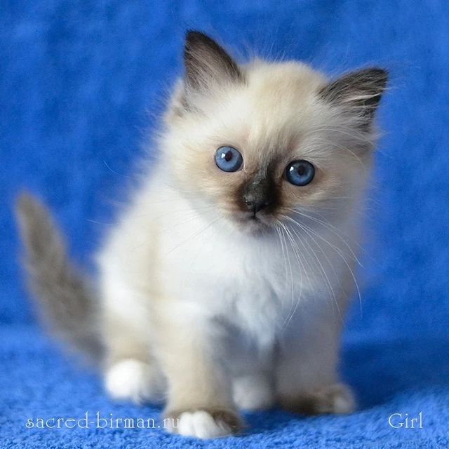 sacredbirman в LOOKY. #священнаябирма,#бирманскаякошка,#бирманскийкотенок,#питомниккошек,#питомниксвященнойбирмы. Священная бирманская...