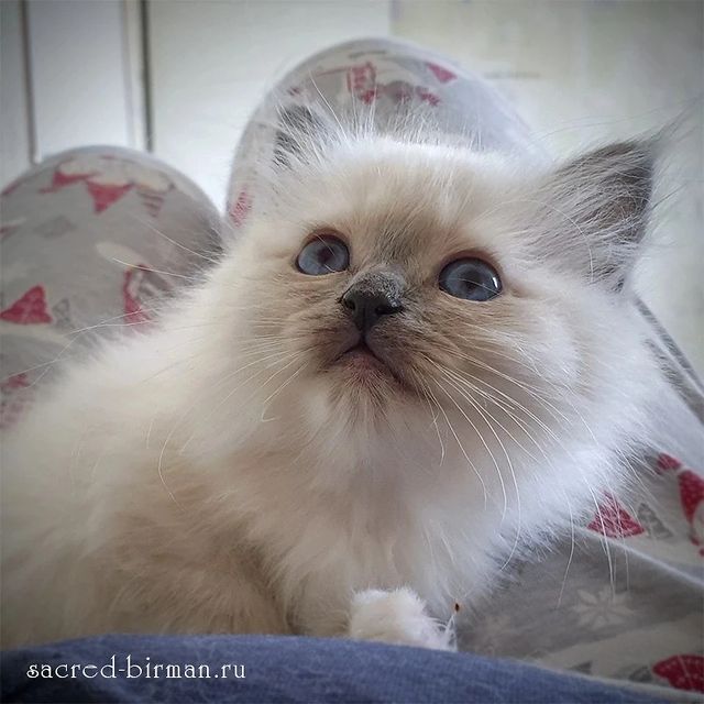 sacredbirman в LOOKY. . Красота в глазах смо...