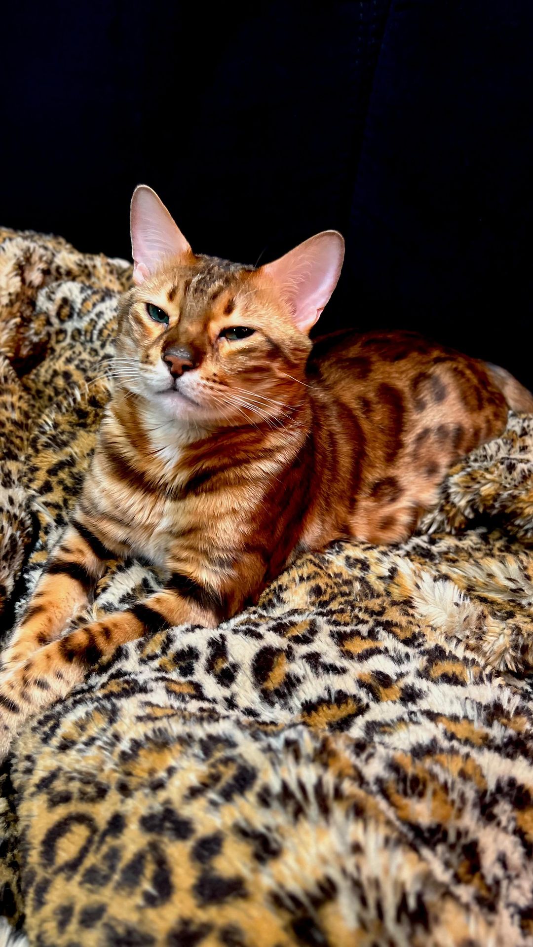 hunter.bengalcat в LOOKY. #бенгал,#bengal,#bengalcat,#бенгальскийкот,#бенгальскийкотенок,#кот,#cat,#котенок,#hunter,#хантер,#khan,#хан,#honey,#хани. ⭐️ очень любит позир...