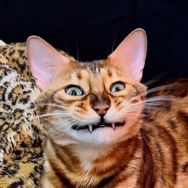 hunter.bengalcat в LOOKY. #бенгал,#bengal,#bengalcat,#бенгальскийкот,#бенгальскийкотенок,#кот,#cat,#котенок,#hunter,#хантер,#khan,#хан,#honey,#хани. Устал 🤣🤣 симпатяга...