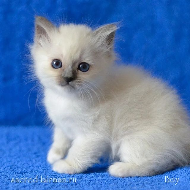 sacredbirman в LOOKY. #священнаябирма,#бирманскаякошка,#бирманскийкотенок,#породистыйкотенок,#самаяласковаякошка,#самаякрасиваякошка,#питомниксвященнойбирмы. Бирманский мальчик -...