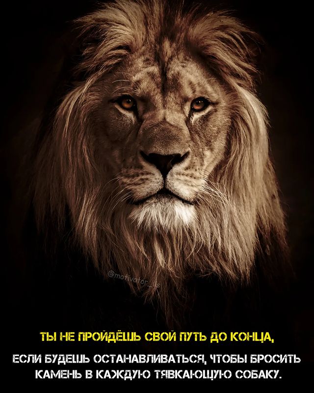 motivator_lis в LOOKY. #мотивация,#мотивашка,#мотиватор,#мотивациялис,#лис,#лев,#ценисебя,#путьксебе,#успех,#цель,#никогданесдавайся,#motivation,#motivacion,#цитаты,#цитатадня. Становись лучше вмес...