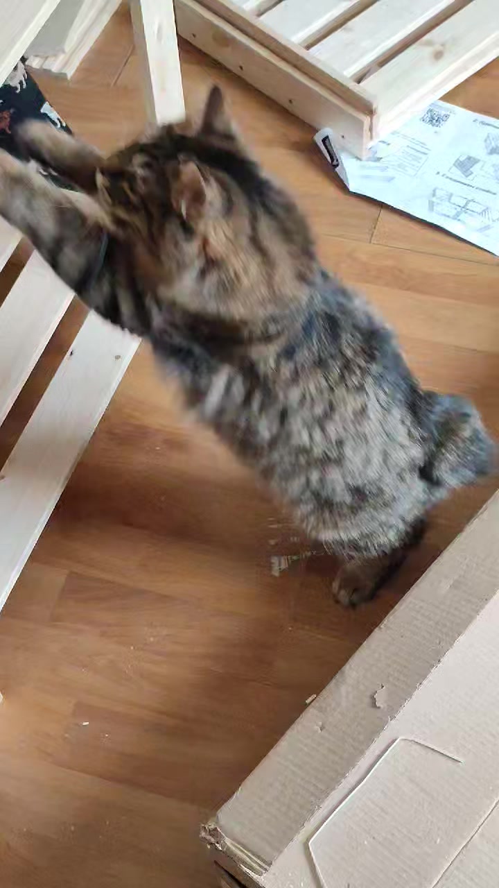 gardemarincat в LOOKY. #gardemarincat,#kurilian_bobtail,#kurilianbobtailkitten,#курильскийбобтейлмосква. Шуруповёрт? Дайте дв...