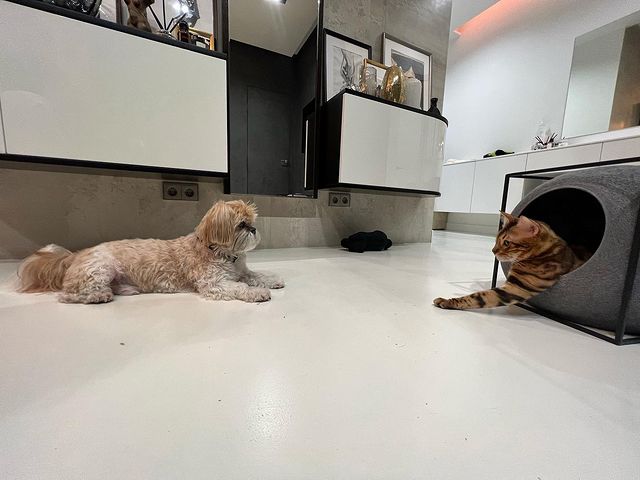 hunter.bengalcat в LOOKY. #бенгал,#bengal,#bengalcat,#бенгальскийкот,#бенгальскийкотенок,#кот,#cat,#котенок,#hunter,#хантер,#khan,#хан,#honey,#хани. 🐶🐯

#бенгал
#benga...