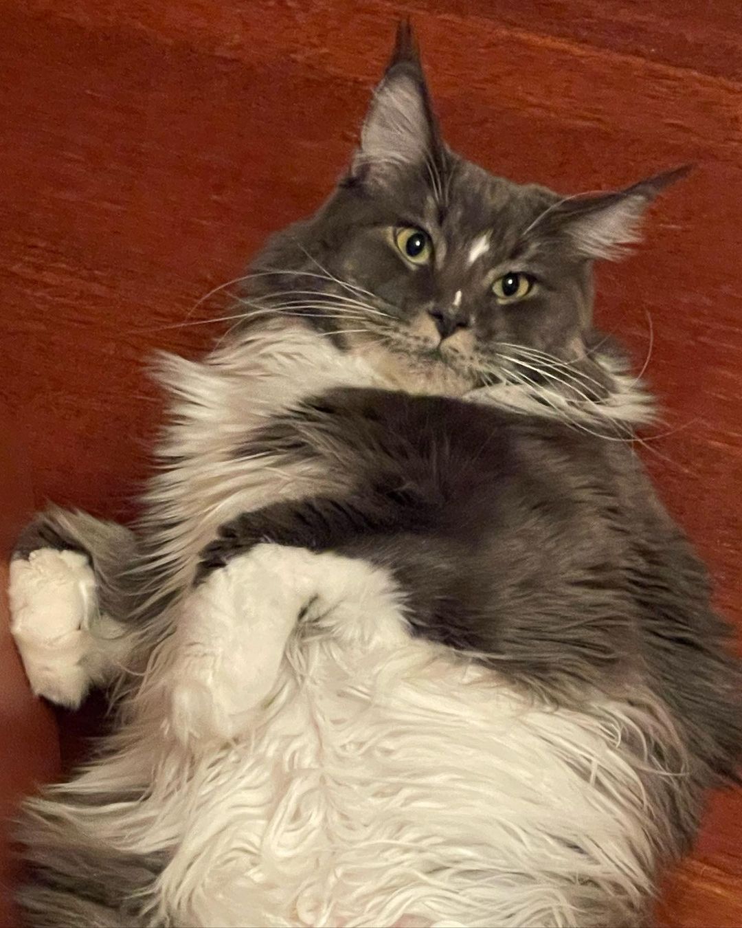 nika.maine_coon в LOOKY — фото 2