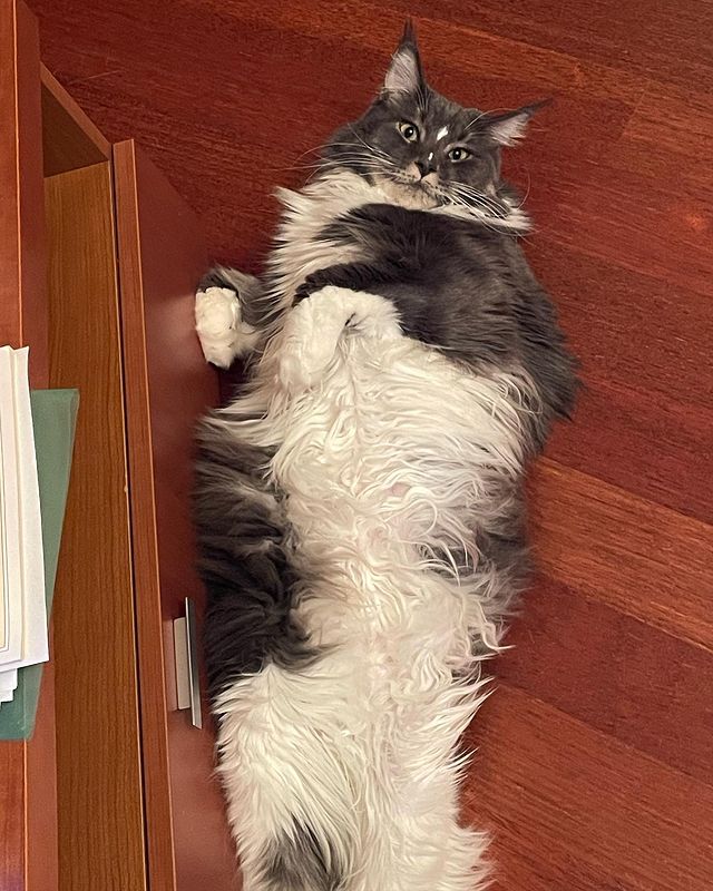 nika.maine_coon в LOOKY. #cat,#cats,#mainecoonlovers,#catlover,#catlovers,#katze,#picoftheday,#catsofinstagram,#catstagram,#catporn,#catoftheday,#貓,#猫,#gatto,#قط,#gato,#catlove,#mainecooncats,#happycat,#pet,#yourcatphoto,#pet,#pleasantcats,#myselfmadephotos,#catladytribe,#🐱,#maanocats,#catplay,#catplaying,#photography. Отдыхаю, чё…
𓃠︎NIKA...