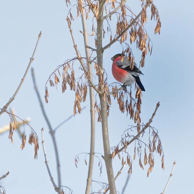 dmitriibilly в LOOKY. #nikonphotography,#nikonz5,#nikon70200f4,#birdspictures,#bullfinch. #nikonphotography #n...