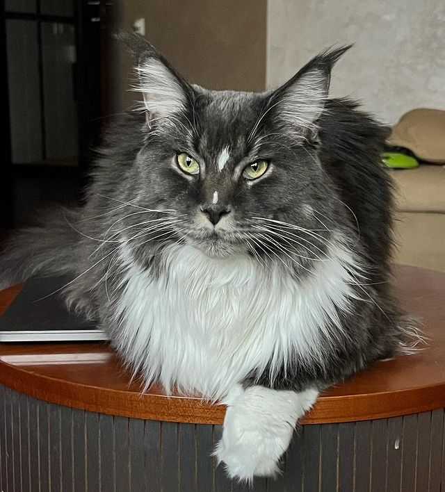 nika.maine_coon в LOOKY. #cat,#cats,#mainecoonlovers,#catlover,#catlovers,#katze,#picoftheday,#catsofinstagram,#catstagram,#catporn,#catoftheday,#貓,#猫,#gatto,#قط,#gato,#catlove,#mainecooncats,#happycat,#pet,#yourcatphoto,#pet,#pleasantcats,#myselfmadephotos,#catladytribe,#🐱,#maanocats,#catplay,#catplaying,#photooftheday. Задумалась…
𓃠︎NIKA�...