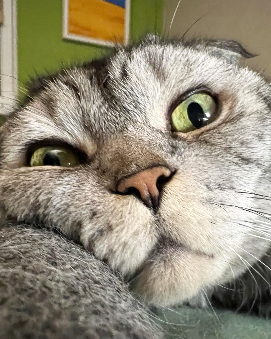 famousniki in LOOKY. #якот,#когдатыкот,#котблогер,#инстакот,#котики,#cat,#catofinstagram,#cats,#cats_of_world,#cats_of_instagram,#famousniki. Думаю о жизни / I th...