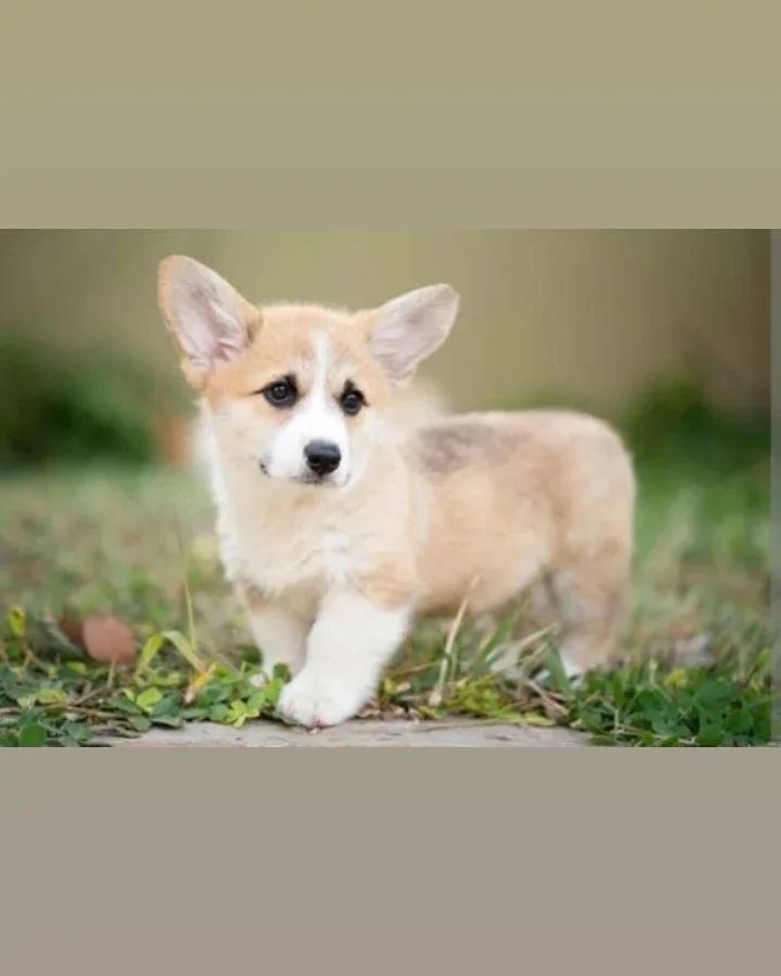 rajjobhossain в LOOKY — Please,tell the name of the wow cute puppy!!❤️💕