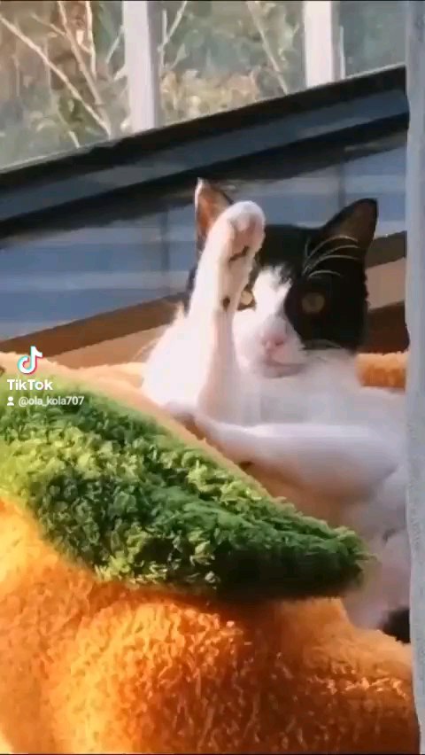 ola_kola707 в LOOKY. #кот,#прикол,#смешныеживотные,#смешныекоты,#приколыскотами,#подборка,#топ,#рек,#годнота,#cats,#funnyvideos,#pet,#catsoftiktok,#petsoftiktok,#pets,#catsofinstagram,#fyp,#foryoupage,#fypシ. Эпизод 53 #кот #прик...