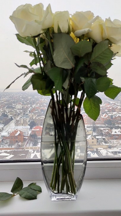 Irina в LOOKY. #roses,#roses🌹,#mininalism,#white,#whiteinteriors. Slowly saying goodby...