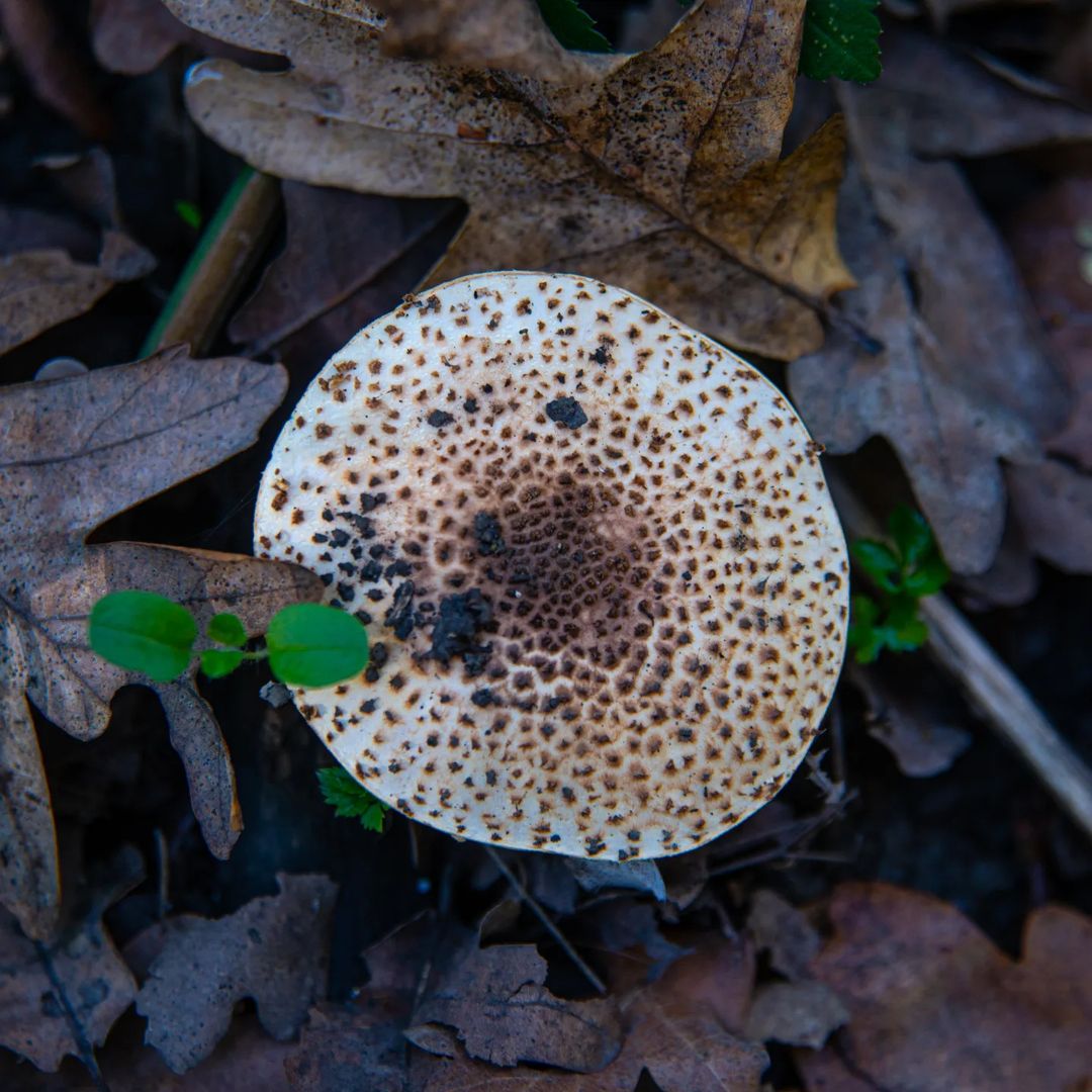 alex_lich_ph в LOOKY — фото 6