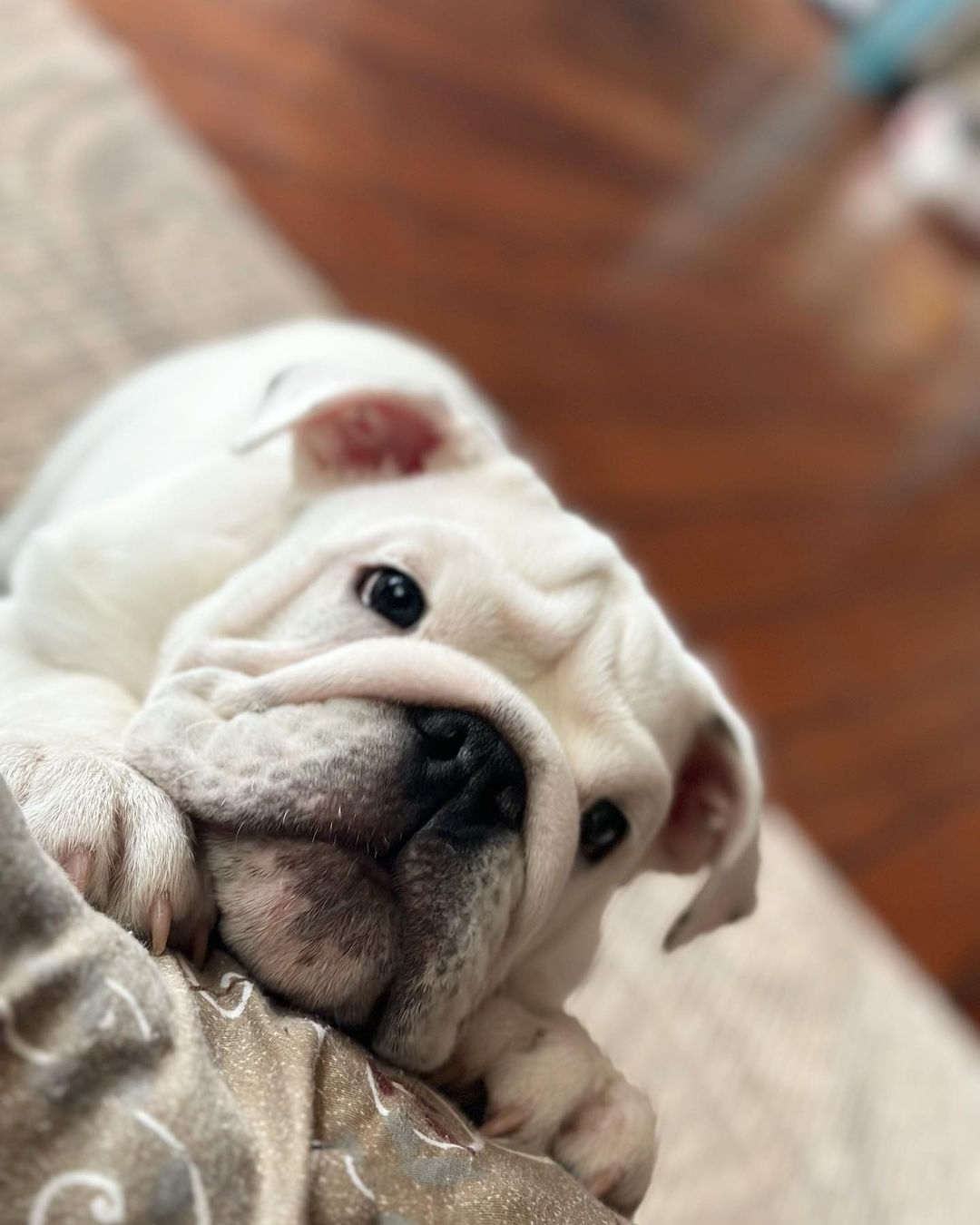 dusty_bears в LOOKY — Розовые ушки у моей ватрушки 🤪
#englishbulldog#teddy#англий