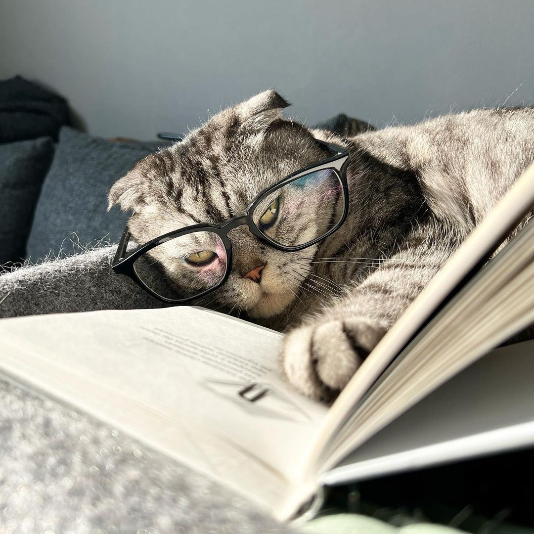 famousniki in LOOKY. #котики,#books,#cat,#cats,#catsandbooks,#котблогер,#инстакот,#famousniki. Читаю  книги, пока р...