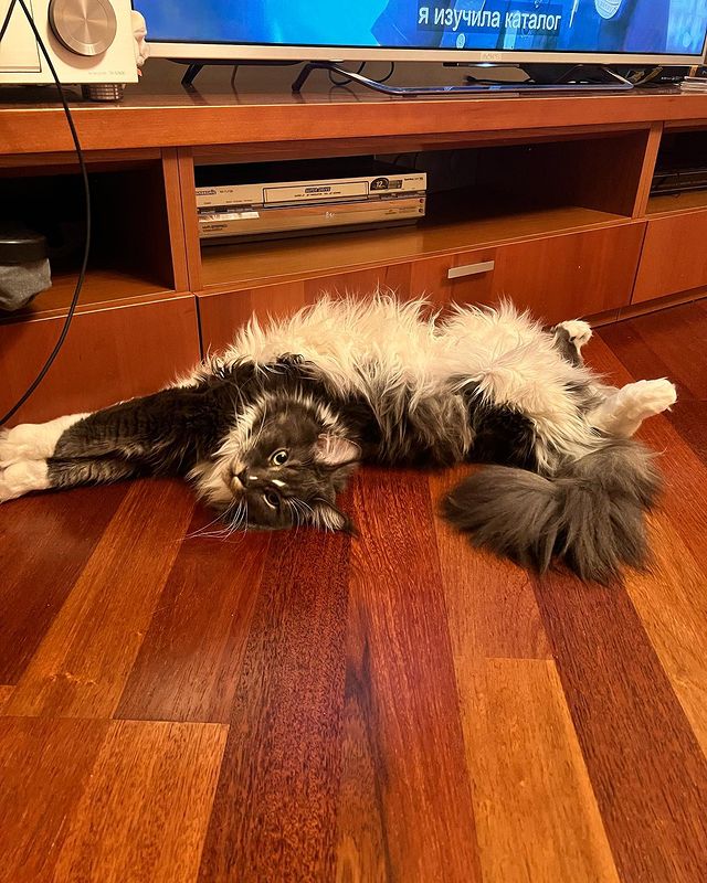 nika.maine_coon в LOOKY. #cat,#cats,#mainecoonlovers,#catlover,#catlovers,#katze,#picoftheday,#catsofinstagram,#catstagram,#catporn,#catoftheday,#貓,#猫,#gatto,#قط,#gato,#catlove,#mainecooncats,#happycat,#pet,#yourcatphoto,#pet,#pleasantcats,#myselfmadephotos,#catladytribe,#🐱,#maanocats,#catplay,#catplaying,#photooftheday. Говорите телевизор с...