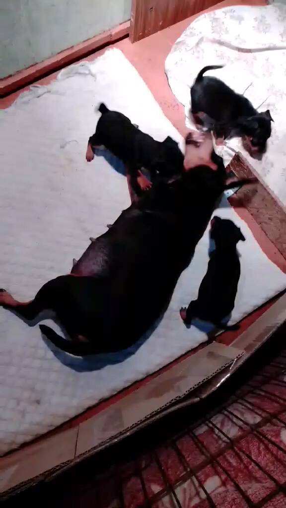 kennel.bss в LOOKY. #zwergpinscher,#minpin,#kennel_bss,#питомник_бсс,#цвергпинчер,#щенкицвергпинчера,#минпин. #zwergpinscher #minp...