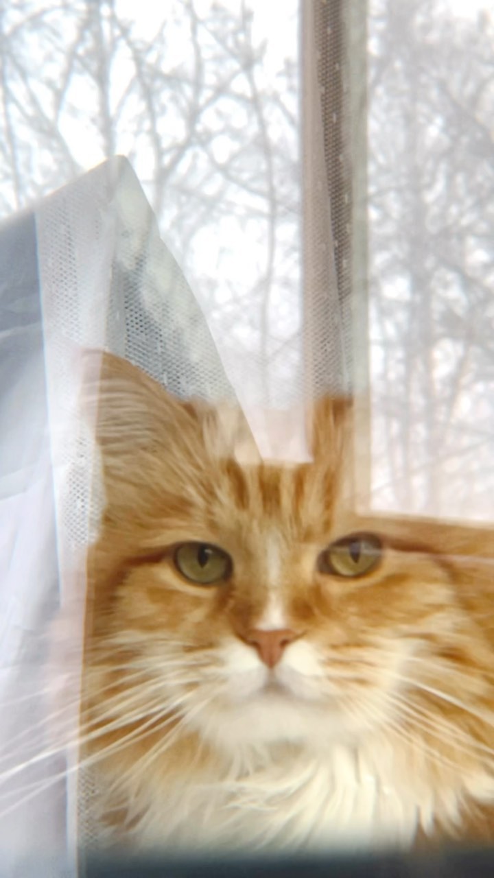 olegdw в LOOKY. #winter,#cat,#moscow,#myhome. Зима, Москва, Утро, ...