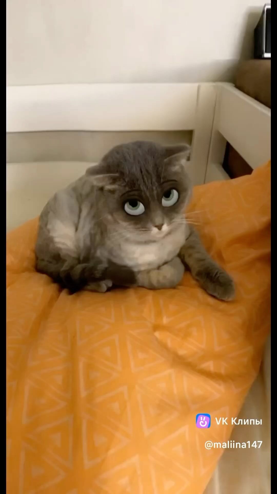yulya.milka в LOOKY. #кошка,#пантера,#питомец,#киса,#мяу,#мяумяу. Моя пантера 🐆 #кошк...