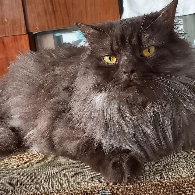 kristel565 в LOOKY. . Зефир 😺