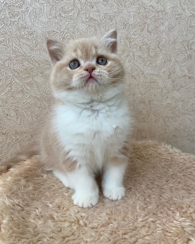sheerfold_cattery в LOOKY. . Мальчонка Скоттиш ст...
