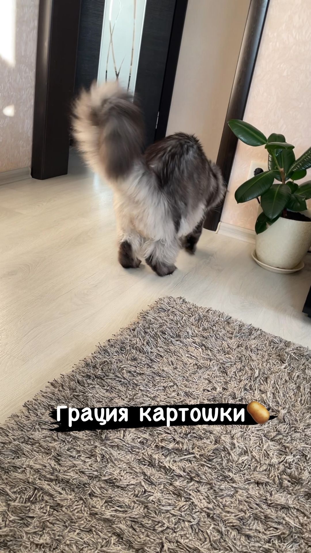 bigrussian_mama в LOOKY. . null