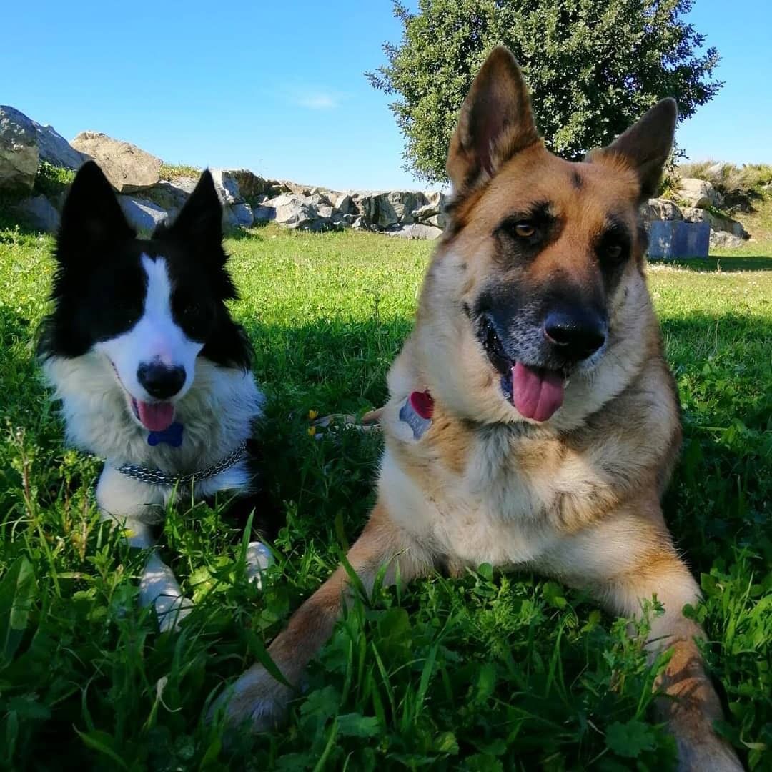 “Mis perros han sido la razón por la que me he despertado todos los días con una sonrisa en la cara. Estoy entre las filas de millones de personas que aprecian las almas de los perros y saben que son un regalo de amor puro y un ejemplo de todo lo que es bueno.”

-Jennifer Skiff