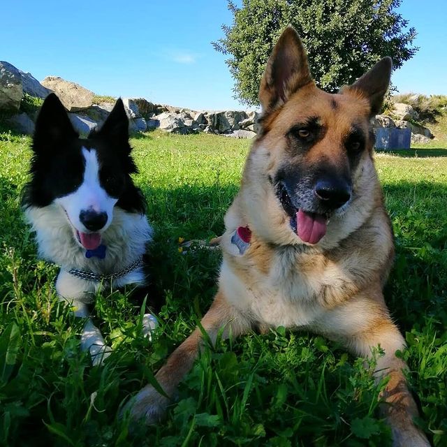 seickalab в LOOKY. . “Mis perros han sido...