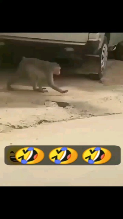nurlanusmanov_ в LOOKY. . Monkey & Dog 🤣🤣🤣�...