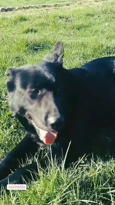 waldamar_quetzal в LOOKY. #gsd. Jardin
#gsd