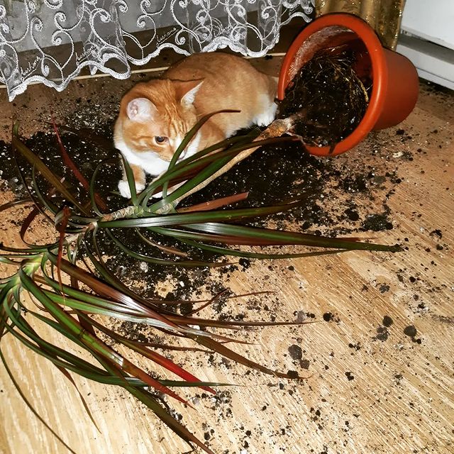 gg_arishka89 в LOOKY. . Пост одного фото
🤦
...