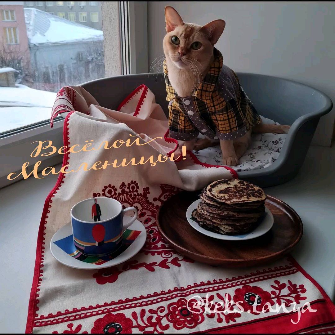 keks.tanya в LOOKY. #масленица#инстакот#котблогер#скоровесна#кексбурма#краснаябурма#бурманскаякошка#любимыйкотик#кот#кошка#catslovers#catsofinstagram#gatti#gattirossi#. Всем желаем прекрасн...
