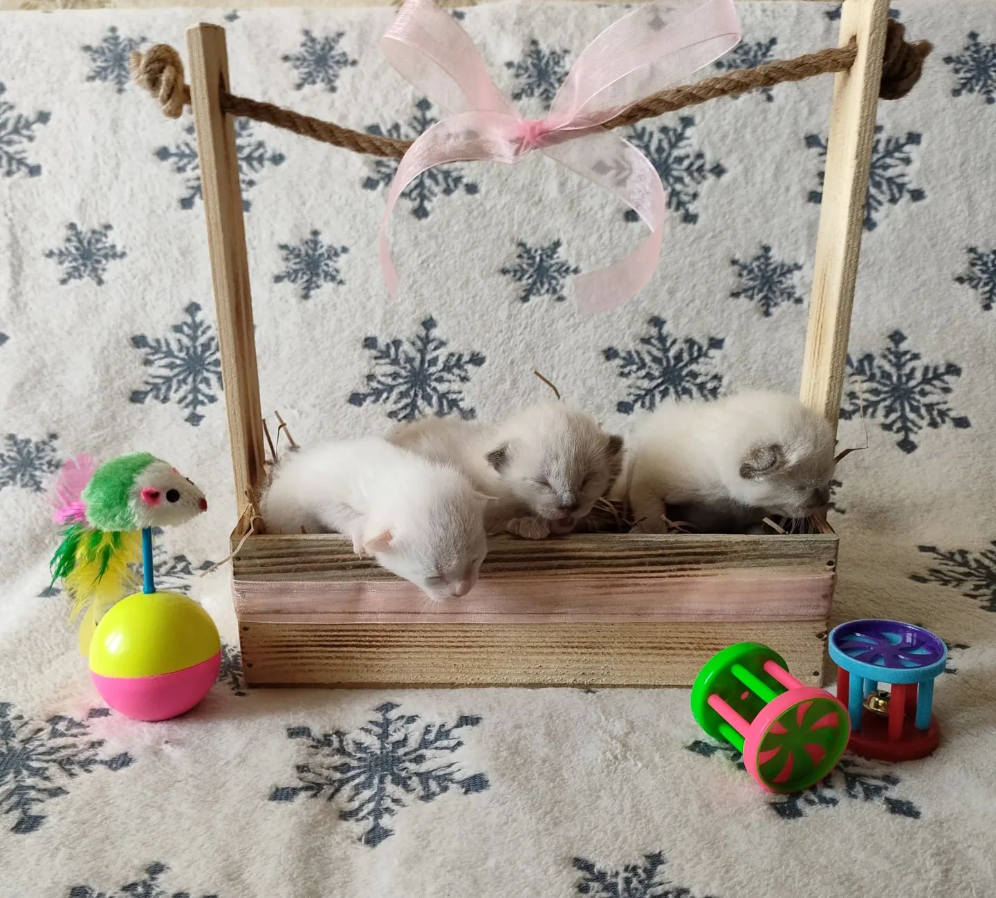 alinka_ganeeva в LOOKY. . Новые котолапочки жд...
