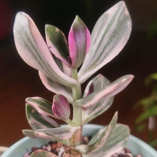 pautinka_club в LOOKY. #цветы,#растения,#крассула,#crassula,#tricolor. Крассула Триколлор
#...