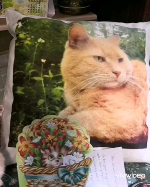 cat__redcat в LOOKY. #котыинстаграма,#рыжийкот,#инстакот,#безкотажизньнета,#безкотаскукота,#котизм,#мойкот,#котозависимость,#мойлюбимыйкот,#котоблог,#котовасия,#котейка,#котэ,#котики,#люблюкотиков,#кошкиправятмиром,#распакуй. Ох.. Давно это было....