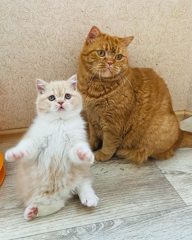 sheerfold_cattery в LOOKY. . Увеселение и назидан...