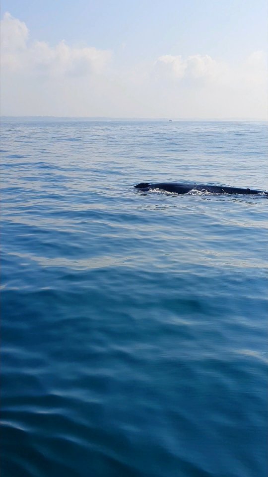 elena10tur в LOOKY. #ШриЛанка,#киты,#whales,#SriLanka,#bluwhale. Голубые киты🐳

#Шри...