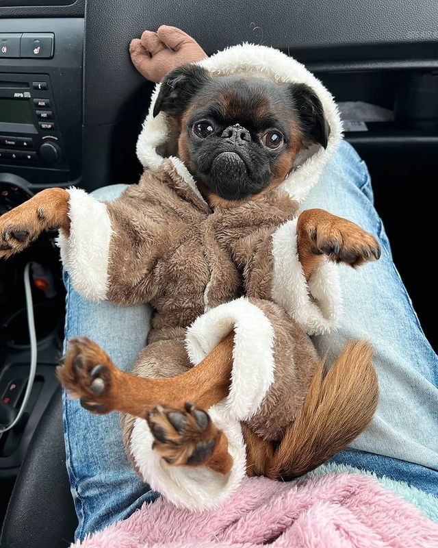 yoshik_dog в LOOKY. #собака,#йоши,#dog,#dogoftheday,#doglovers,#doglover,#dogsofinstagram,#doglife,#ptibrabanson,#птибрабансон. Этот костюм делает м...