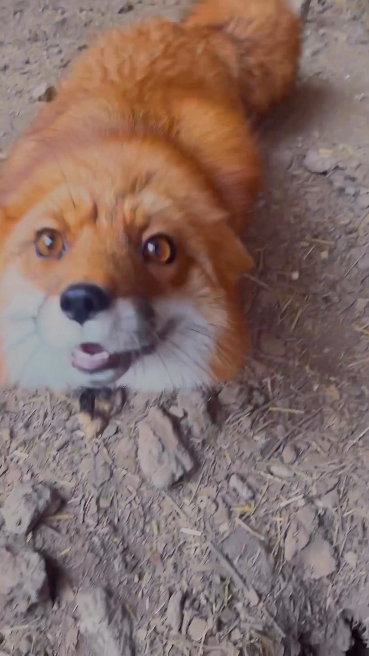 myfoxfamily in LOOKY. . Так, друзья, я тут п...