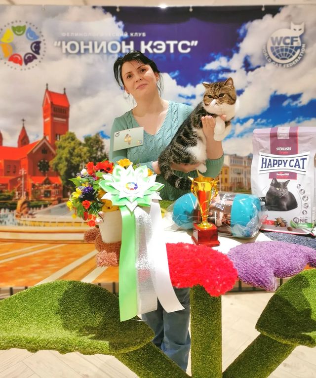 mycatgrooming в LOOKY. #выставкакошек,#экзотическаякороткошерстная,#экзот,#exoticshorthair,#unioncats. Снова удивляем экспе...