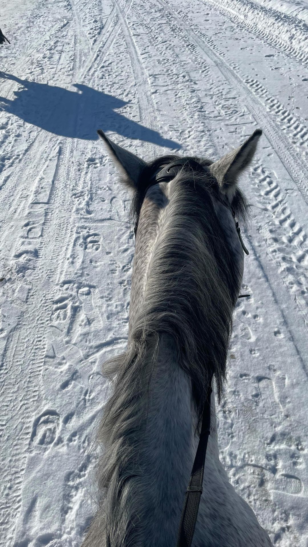 lizaveta__unicorn в LOOKY. #horse,#warm,#showjump,#reels. Уже чую тепло #horse...