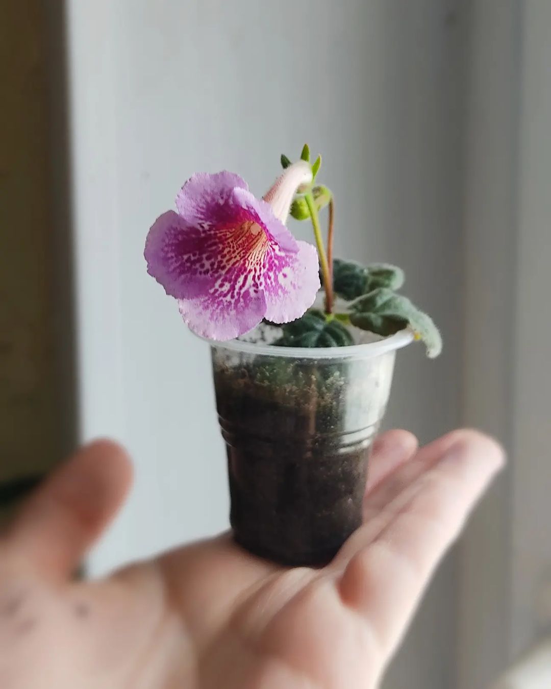korshun_plants в LOOKY — Первое цветение укоренëнного верхушечного черенка. Сразу же 
